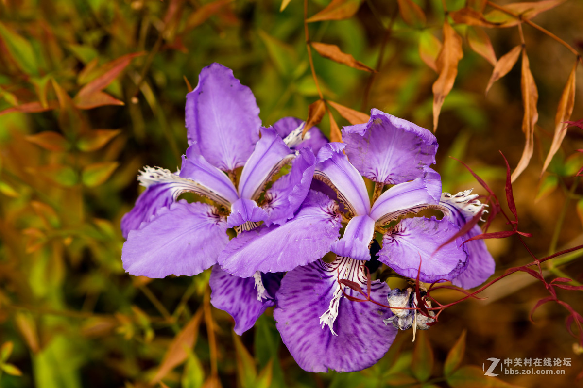 佳能 EOS M3 转接24-70mm F2.8 一代