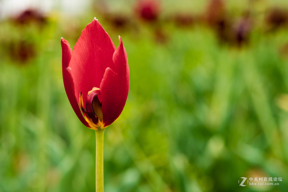佳能 EOS M3 转接24-70mm F2.8 一代