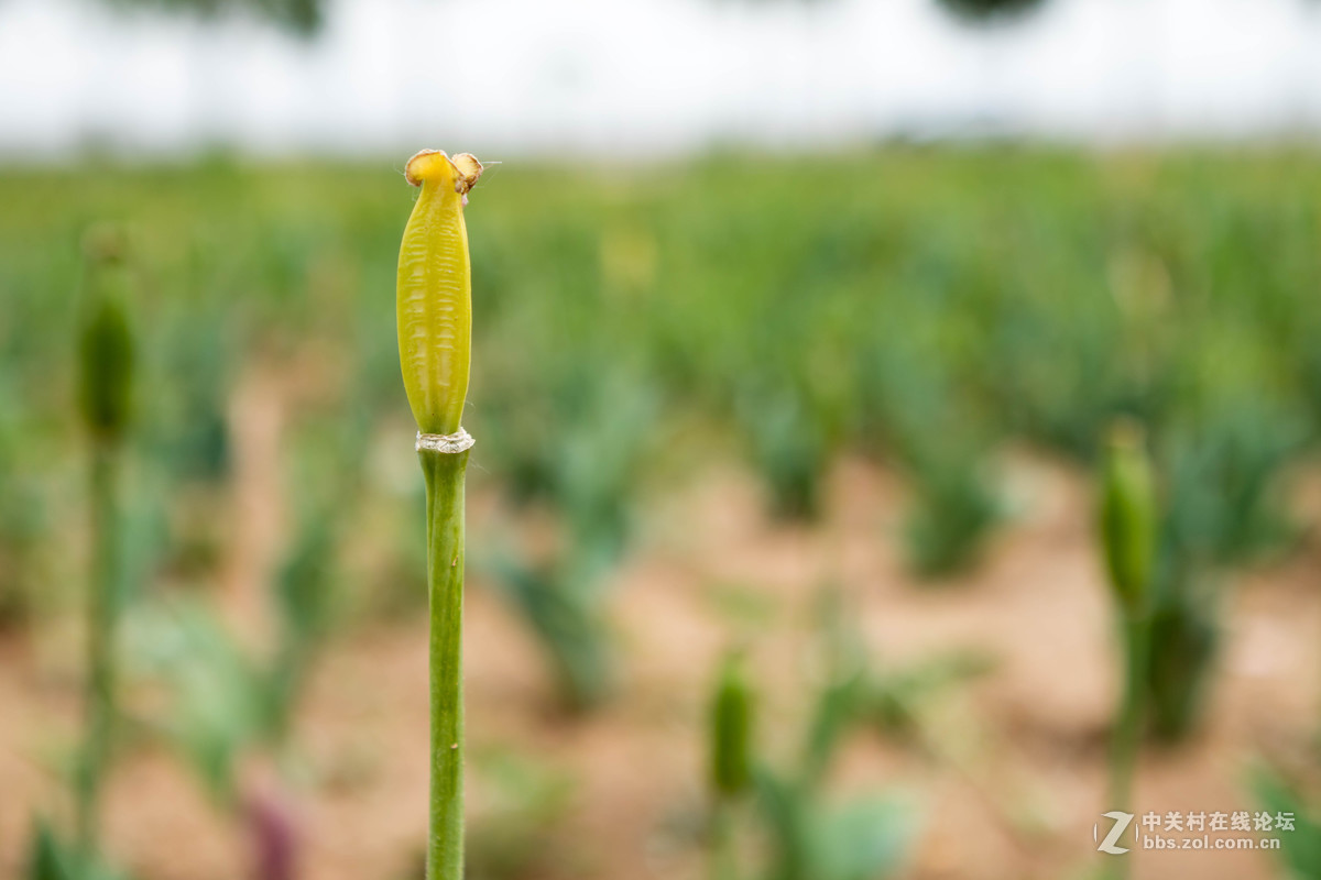 佳能 EOS M3 转接24-70mm F2.8 一代