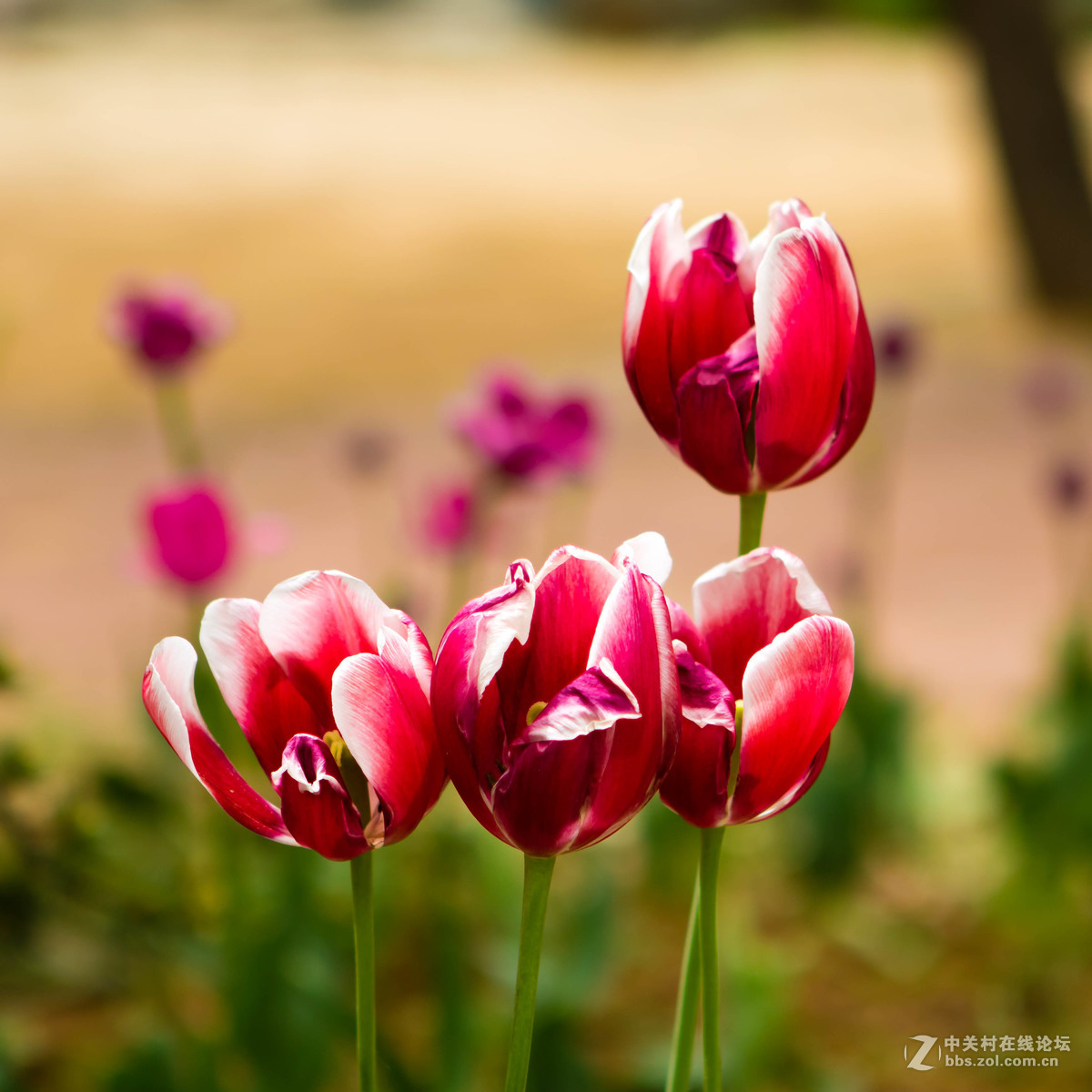 佳能 EOS M3 转接24-70mm F2.8 一代