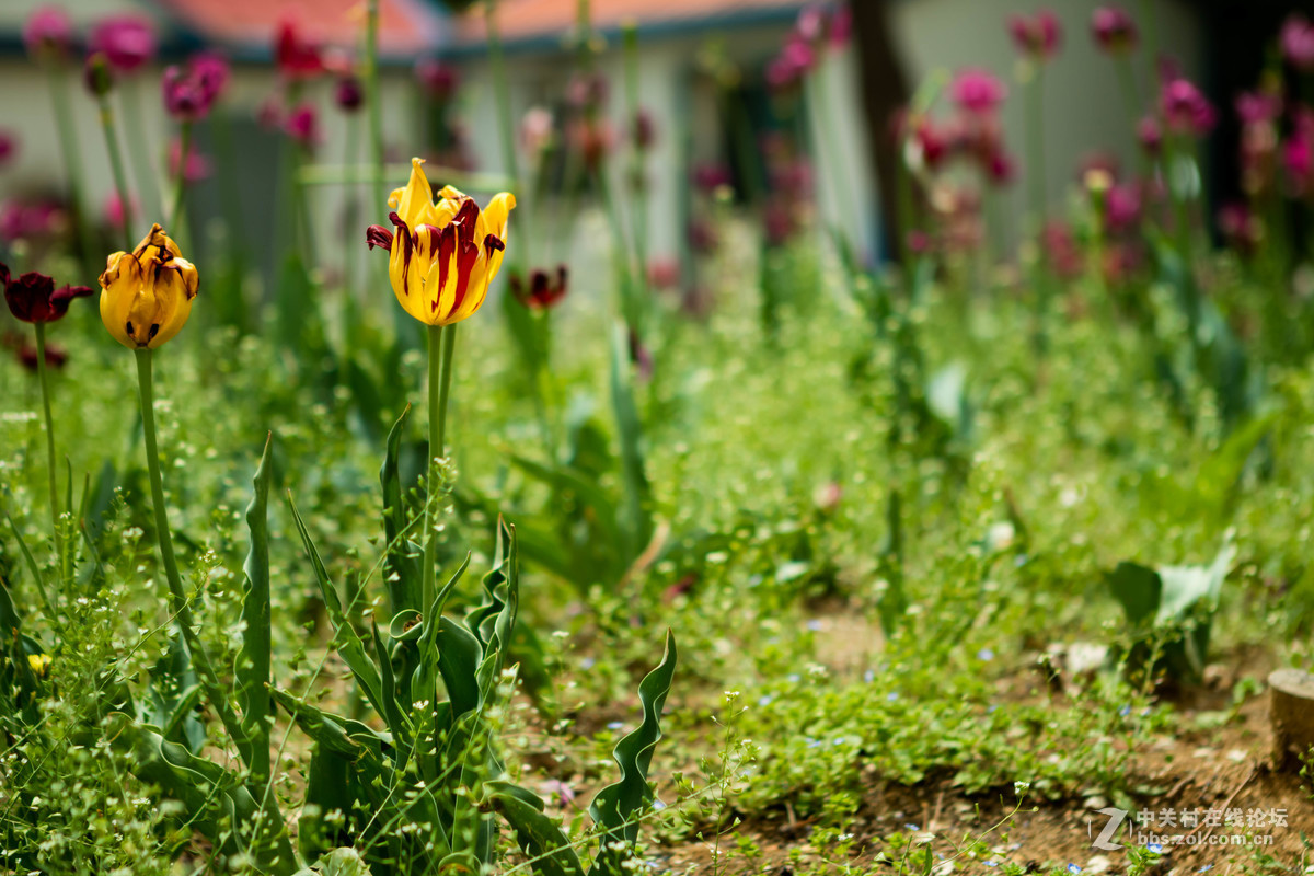 佳能 EOS M3 转接24-70mm F2.8 一代