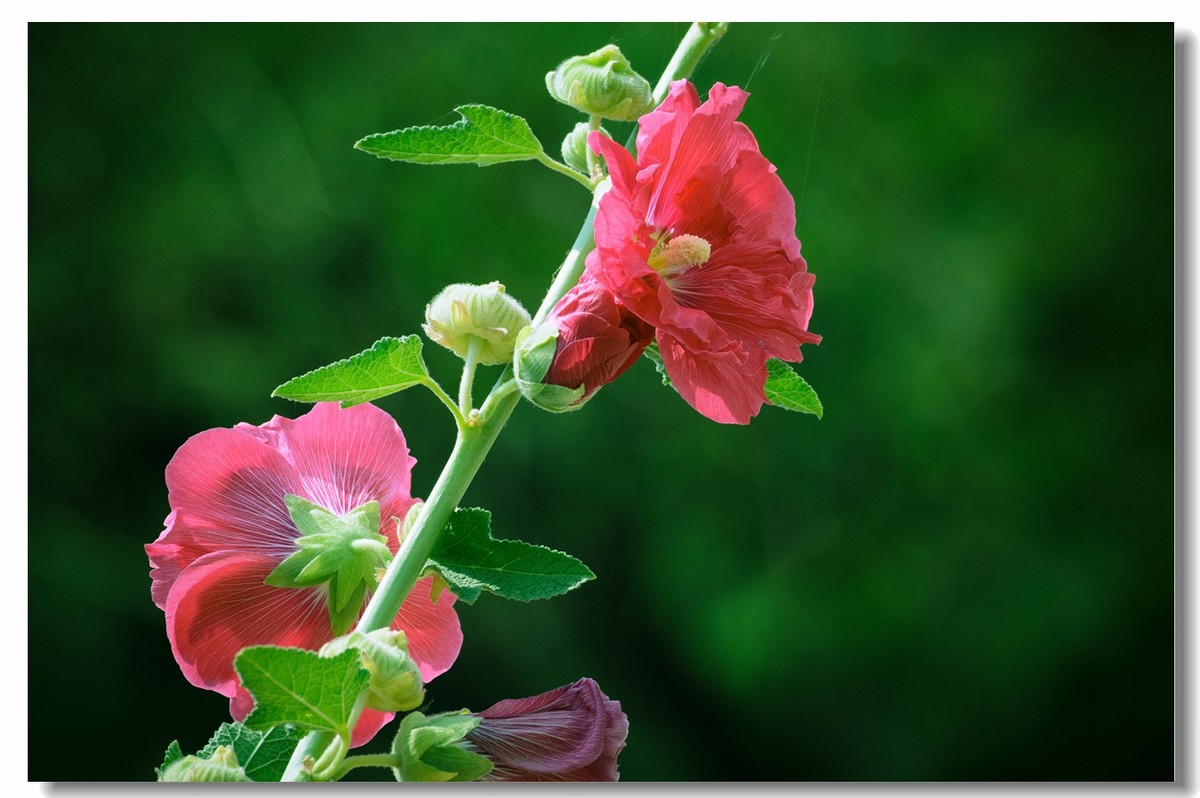 花如木槿叶比芙蓉
