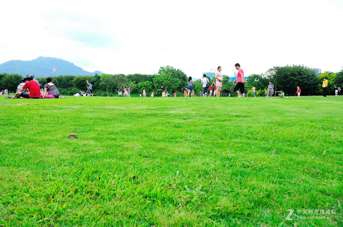 大沙河公园小花草