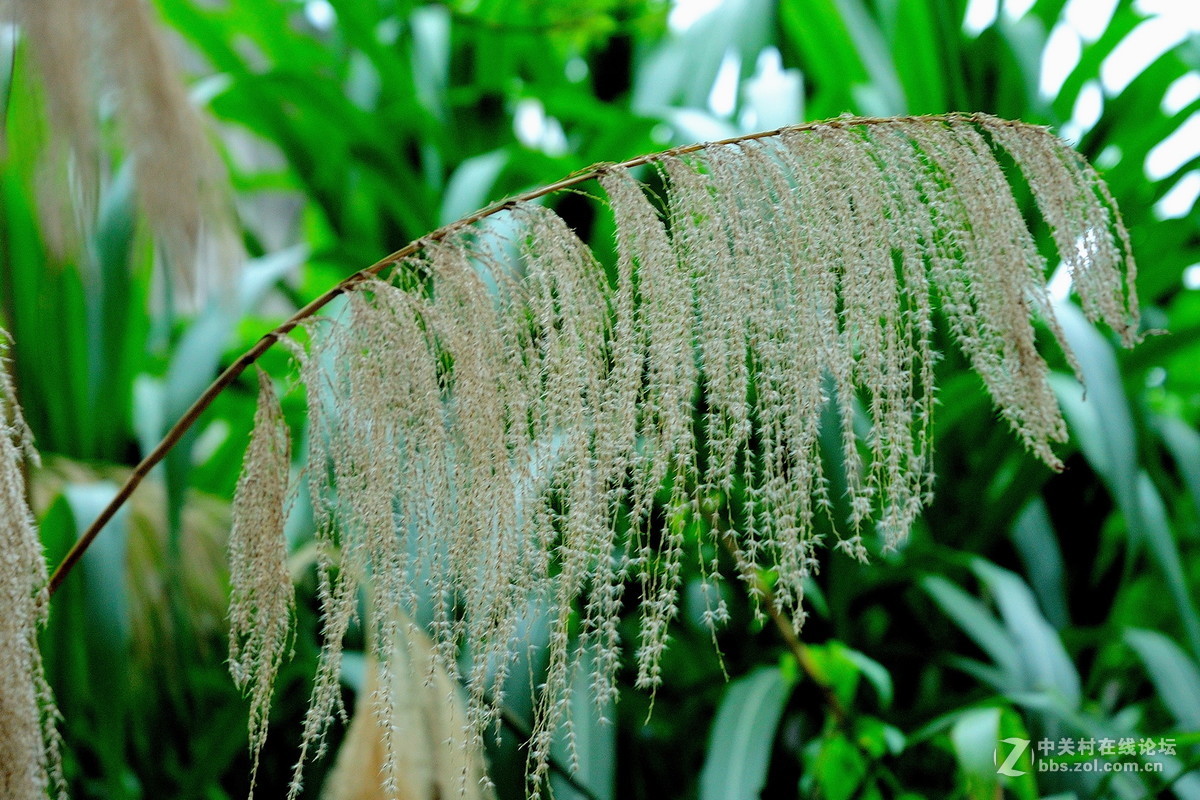 大沙河公园小花草