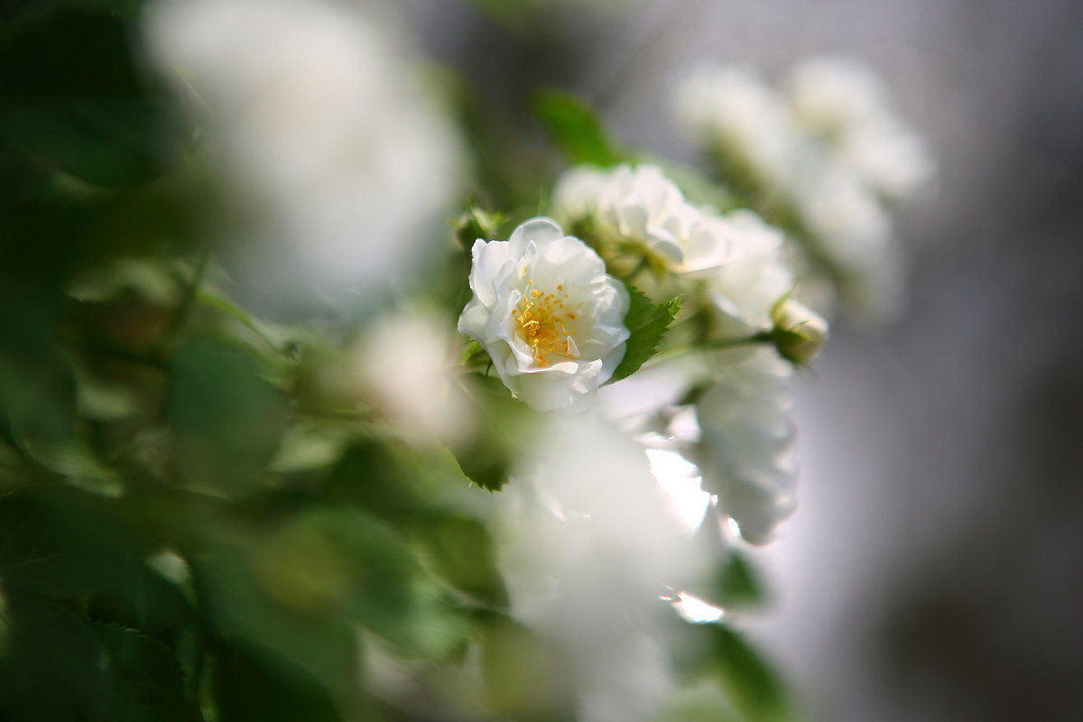 #版主坐堂#【天津版块】2016年5月金钻精华汇总