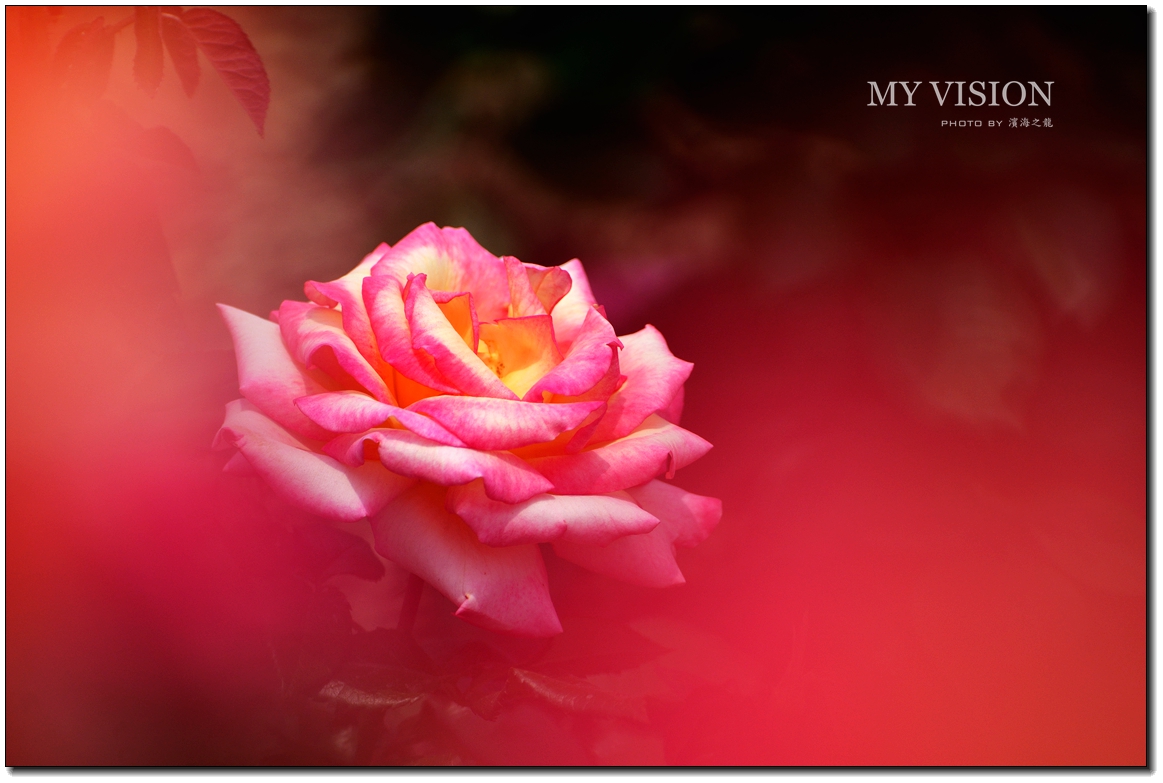 #版主坐堂#【天津版块】2016年5月金钻精华汇总