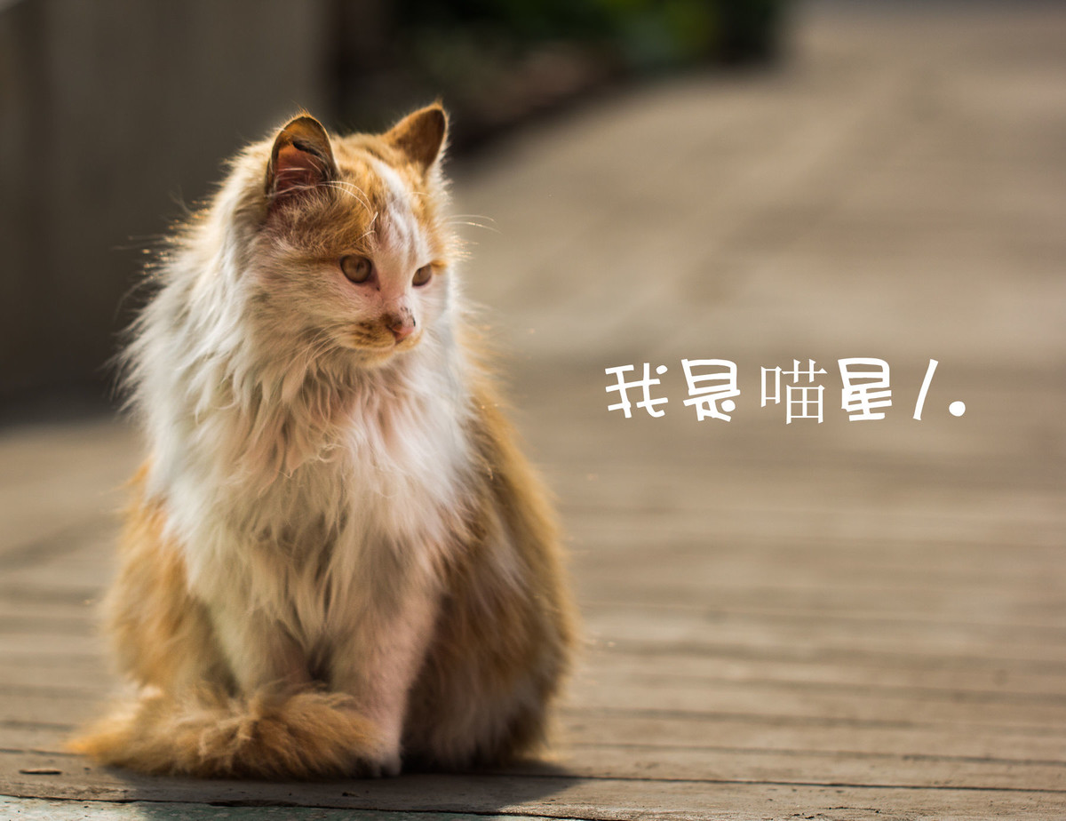 我是喵星人