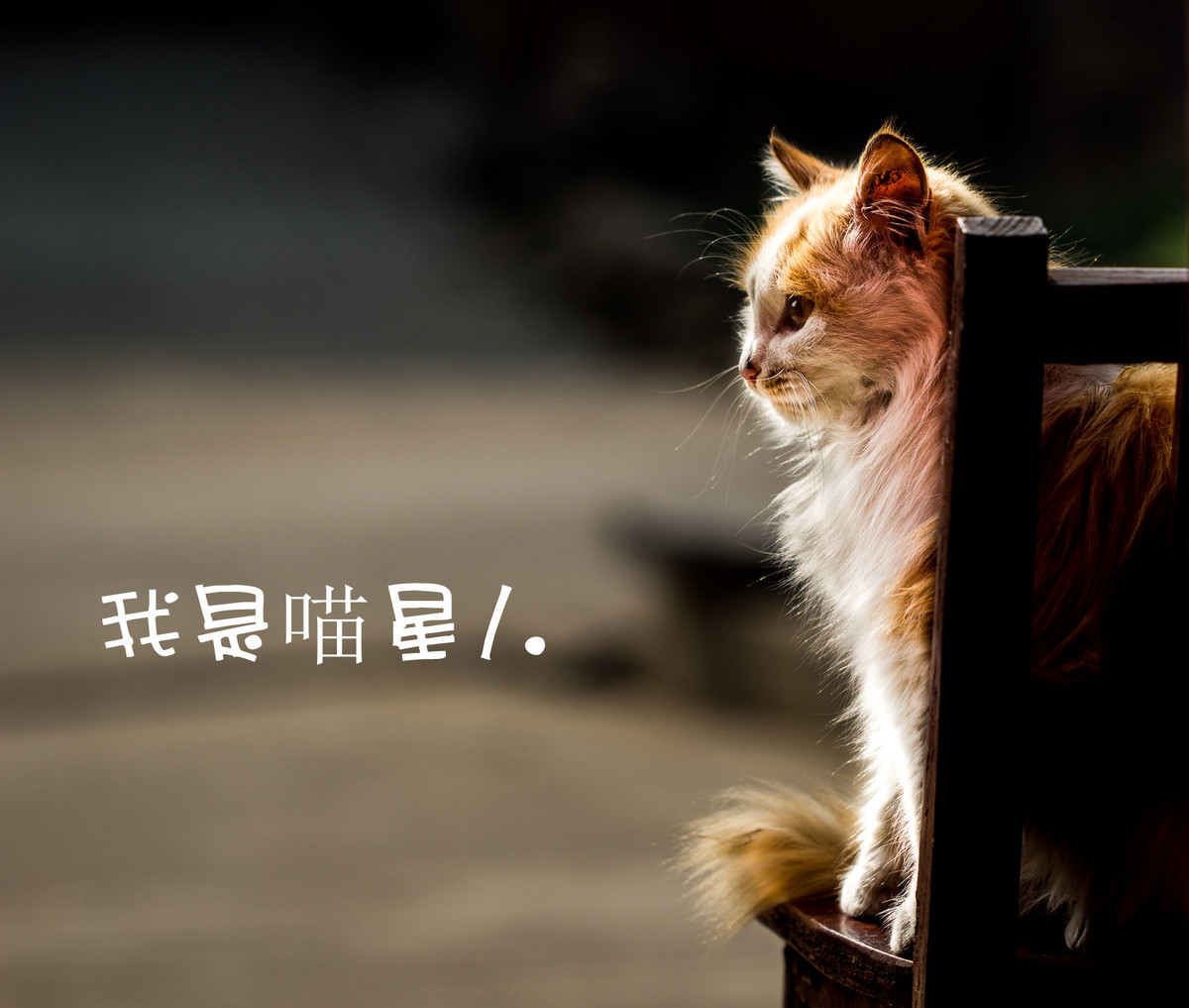 我是喵星人