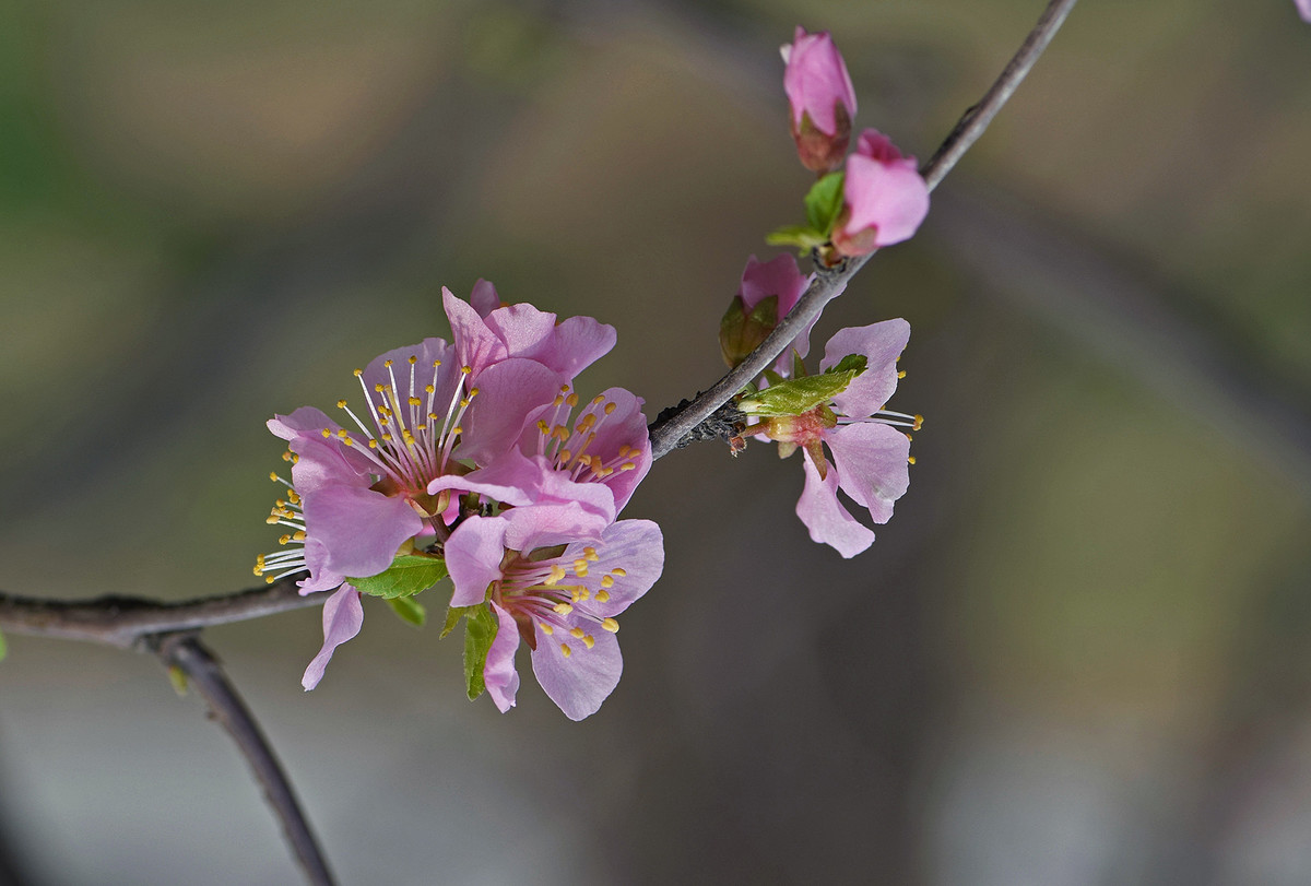 2016单瓣儿榆叶梅