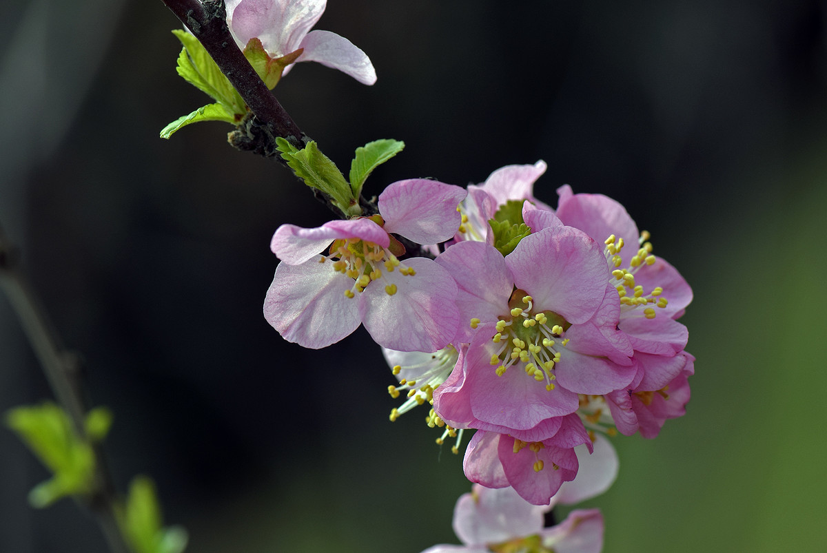 2016单瓣儿榆叶梅