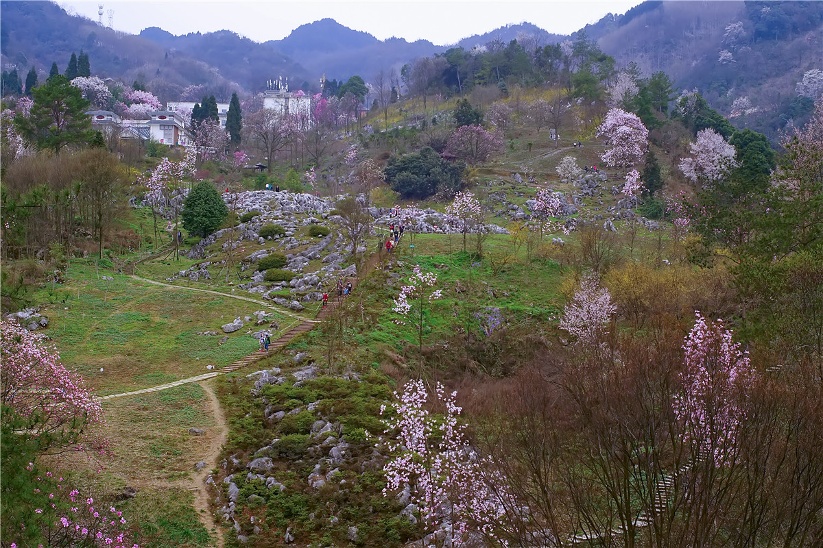 2017年 北川 药王谷辛夷花(2)