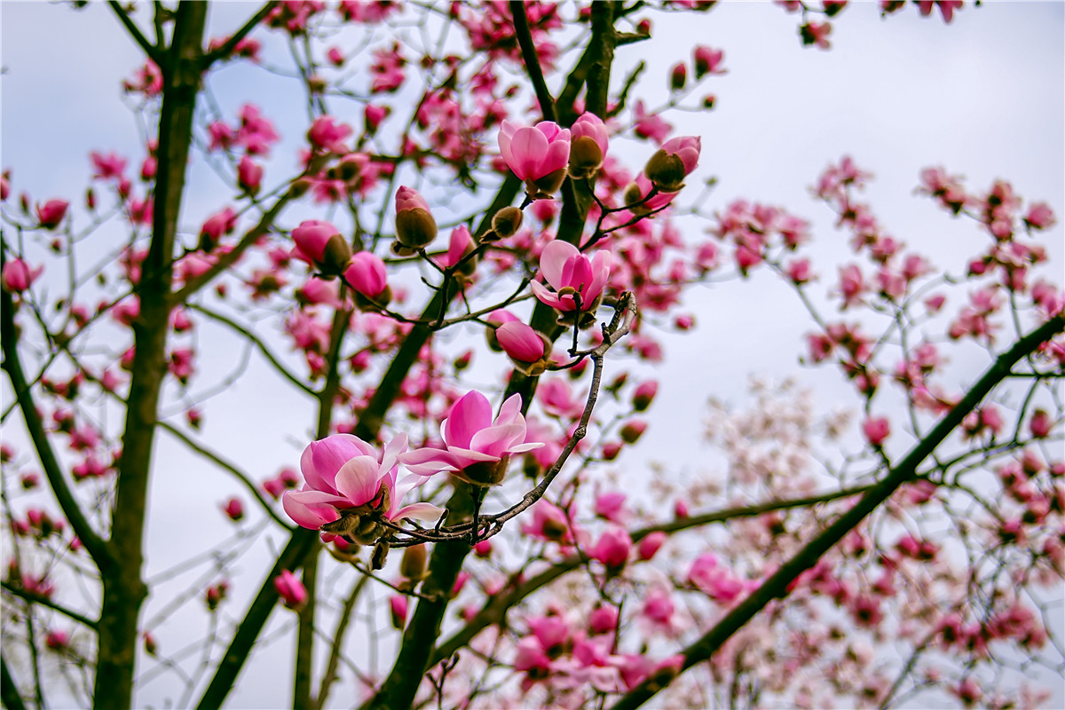 2017年 北川 药王谷辛夷花(2)