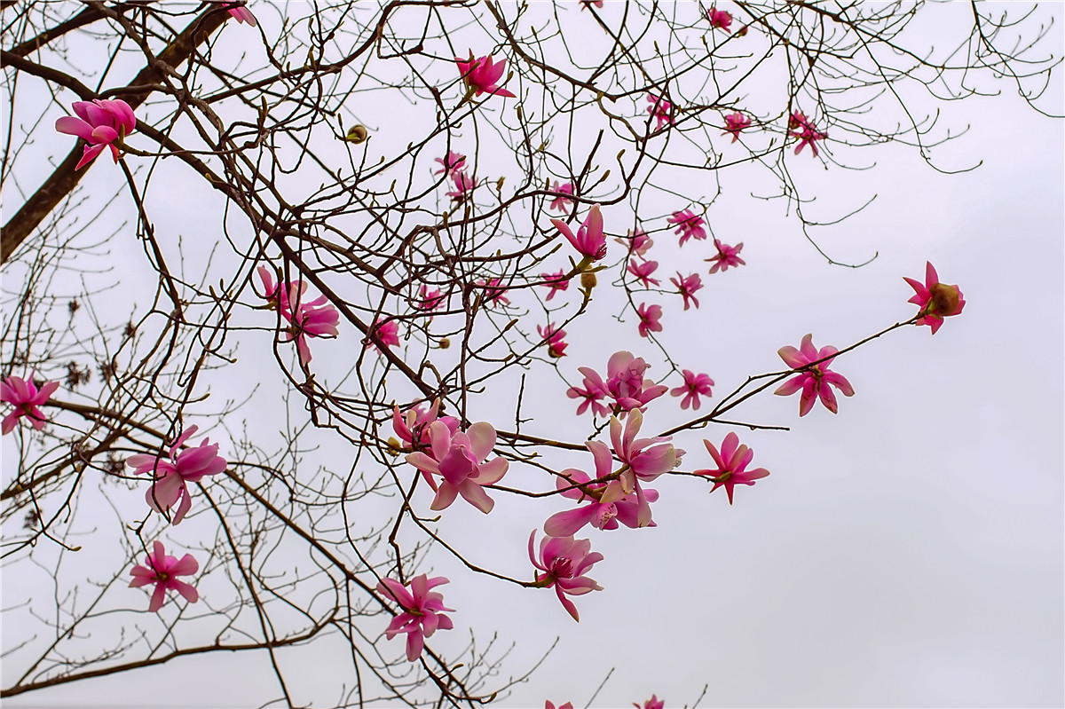 2017年 北川 药王谷辛夷花(2)