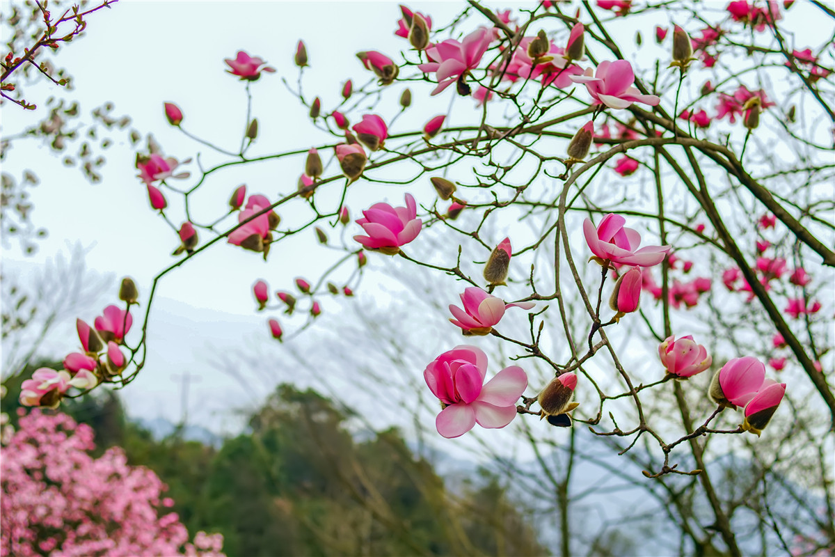 2017年 北川 药王谷辛夷花(2)