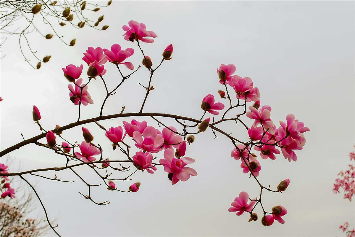 2017年 北川 药王谷辛夷花(2)