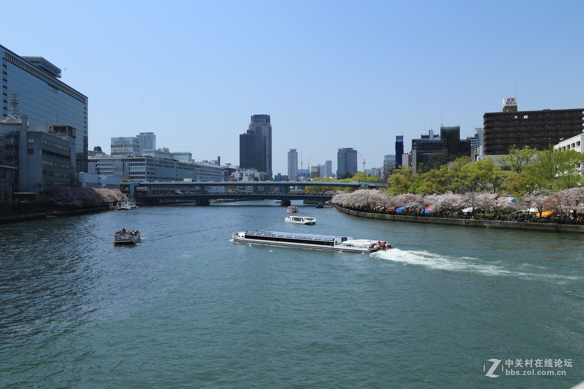 樱花盛开时的淀川河上的游船
