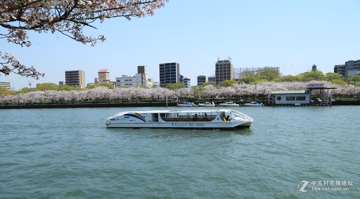 樱花盛开时的淀川河上的游船
