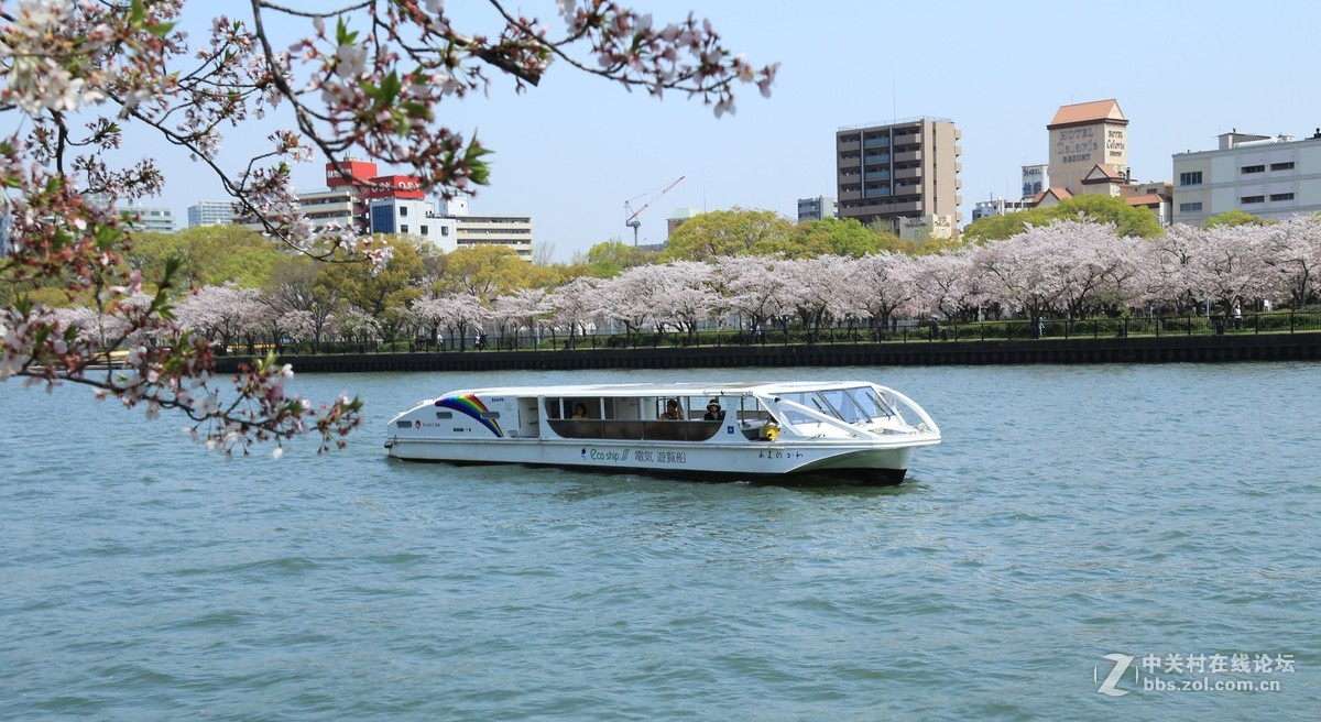 樱花盛开时的淀川河上的游船
