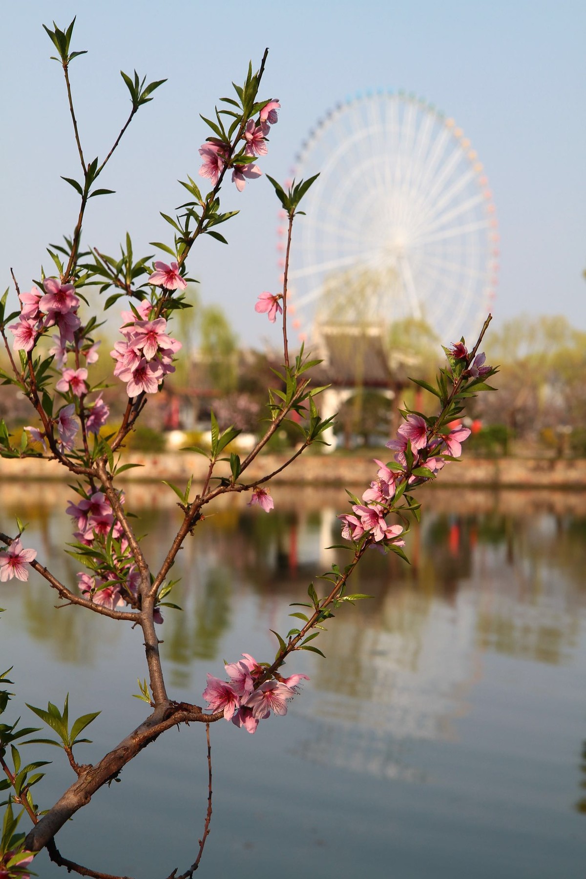 春光灿烂季节里，多看多拍！