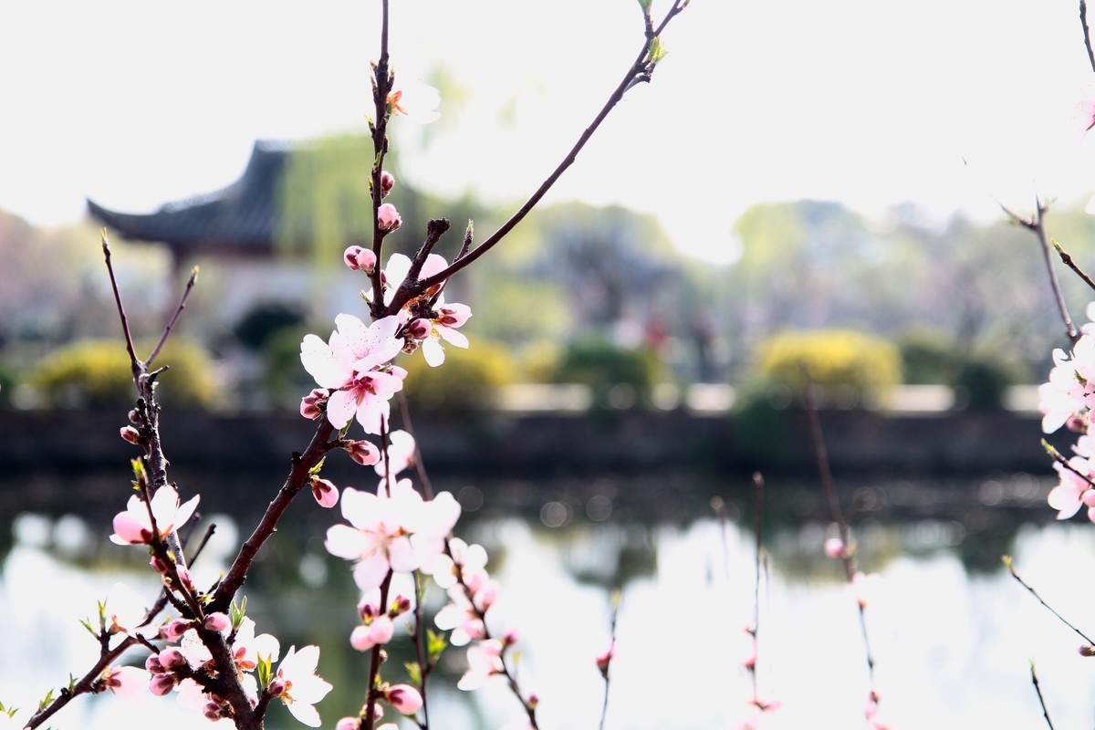 春光灿烂季节里，多看多拍！