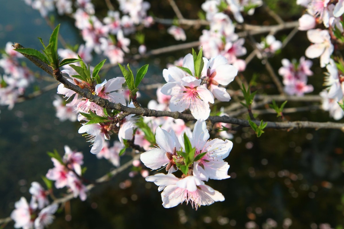 春光灿烂季节里，多看多拍！