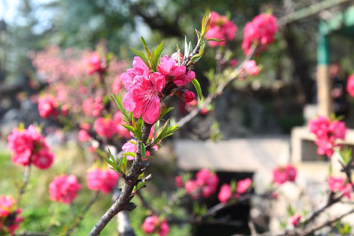 春光灿烂季节里，多看多拍！