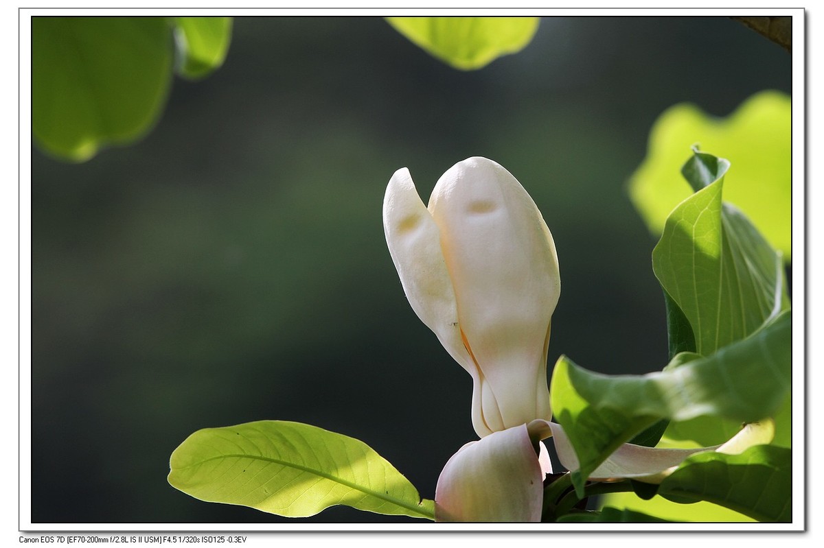 春回大地之厚薄树花