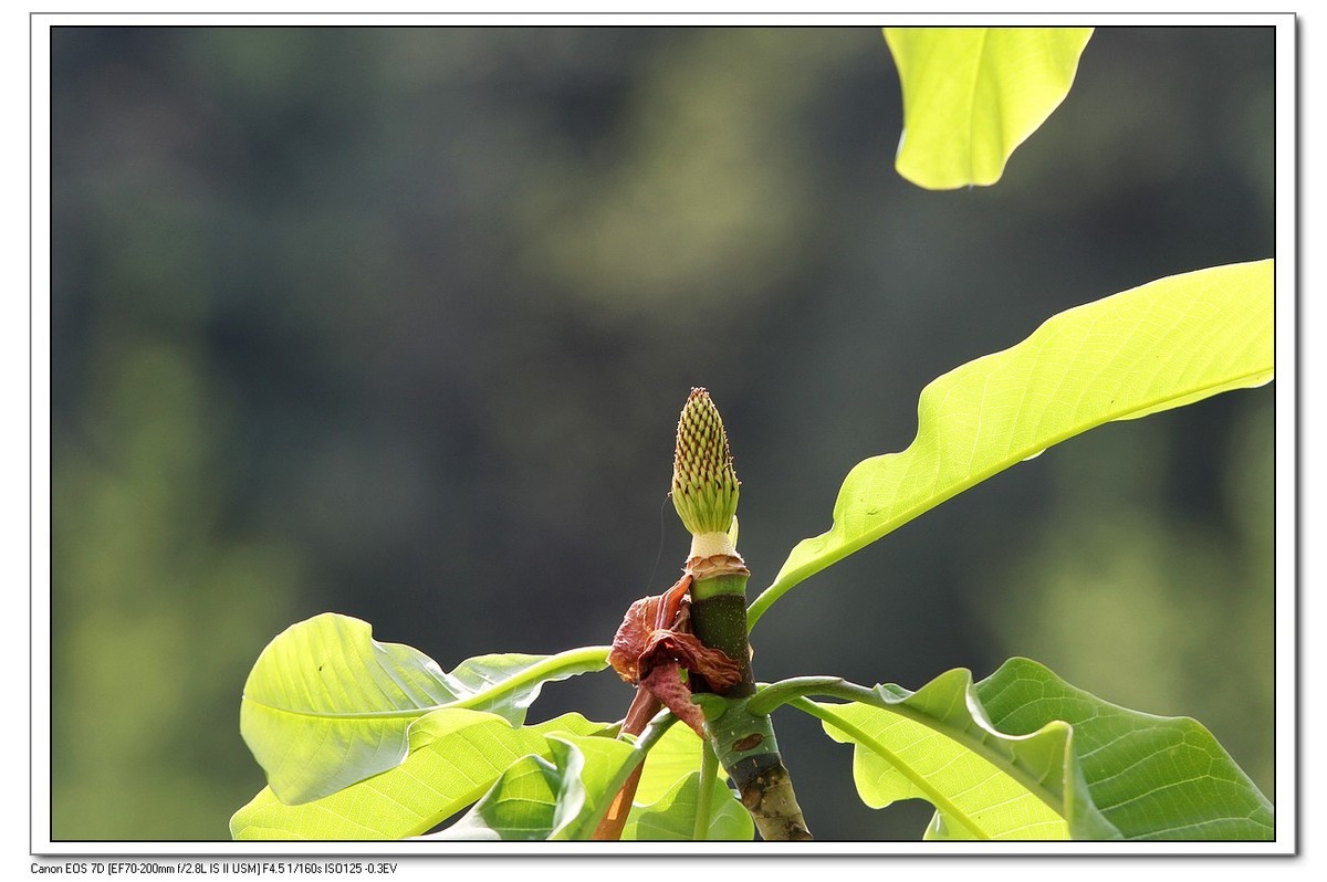 春回大地之厚薄树花
