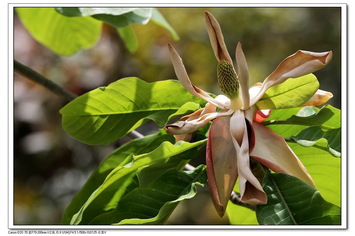 春回大地之厚薄树花