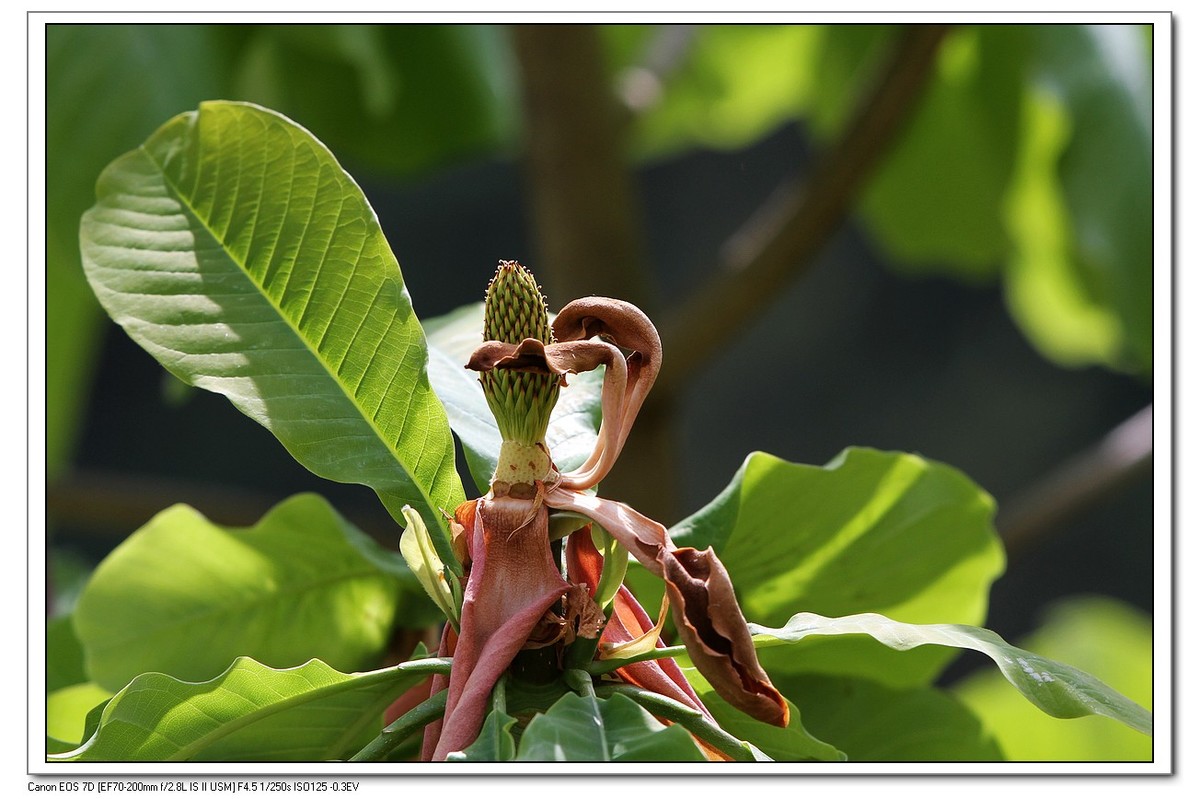春回大地之厚薄树花