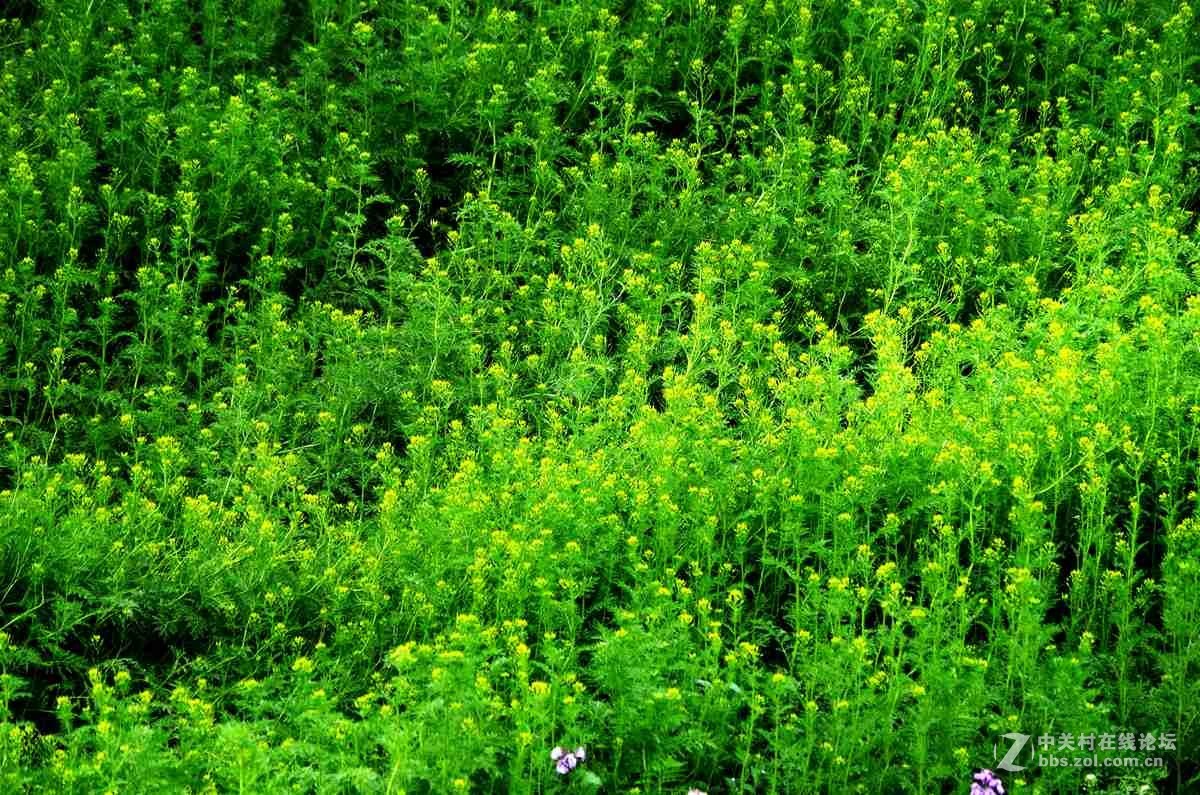 绿茵茵的花花