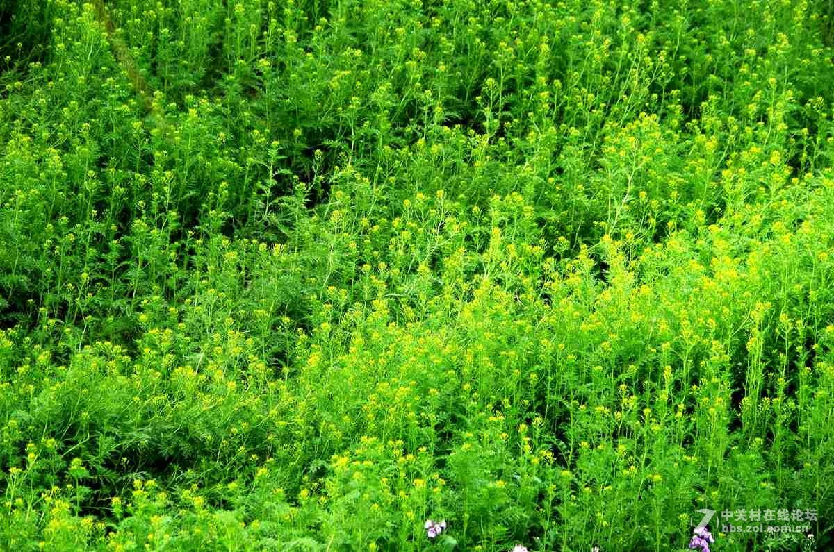 绿茵茵的花花