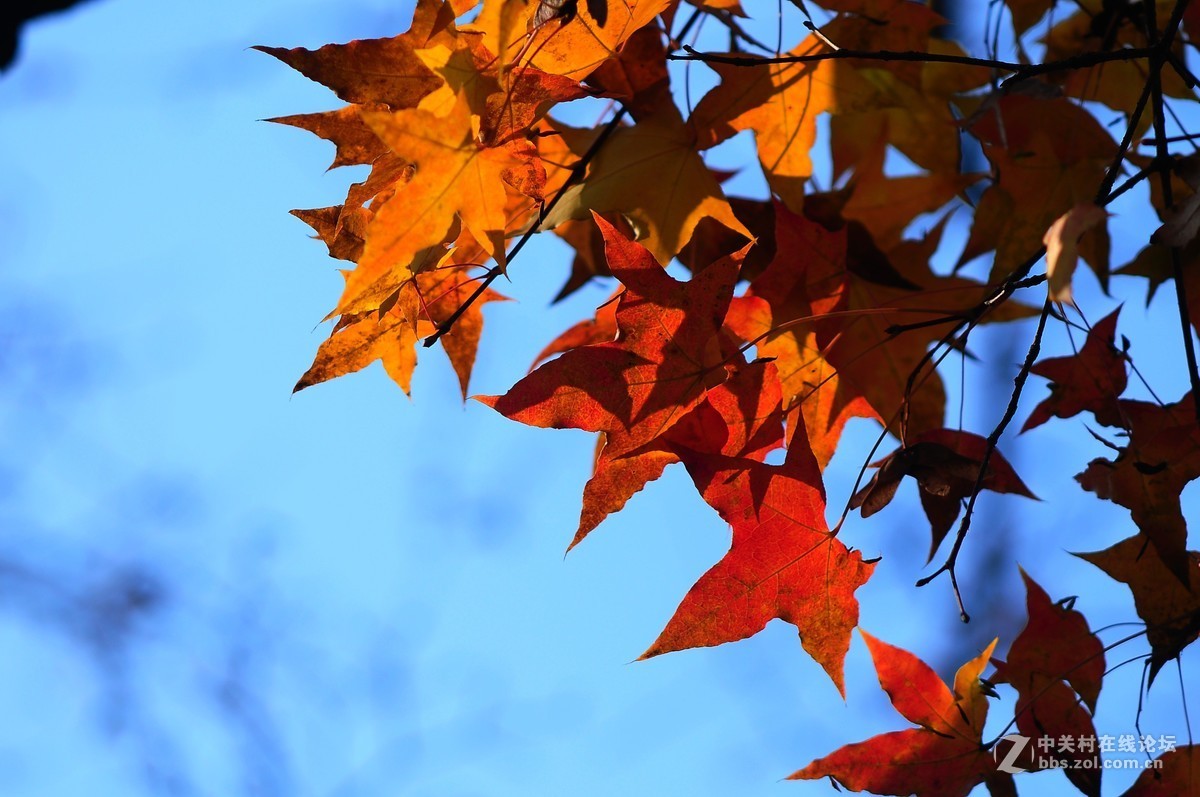 思念在深秋——感恩节用美能达老镜头缅怀革命先烈