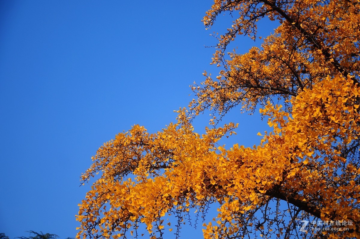 思念在深秋——感恩节用美能达老镜头缅怀革命先烈