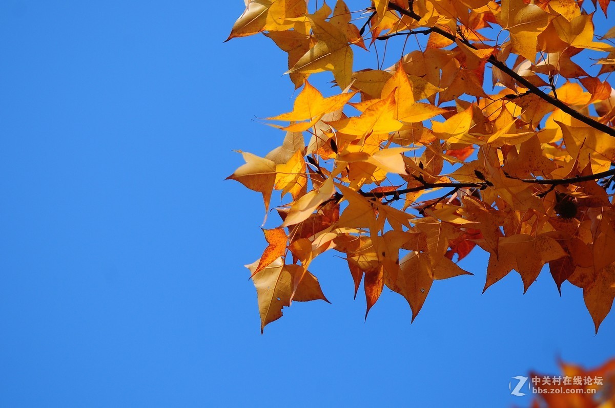 思念在深秋——感恩节用美能达老镜头缅怀革命先烈
