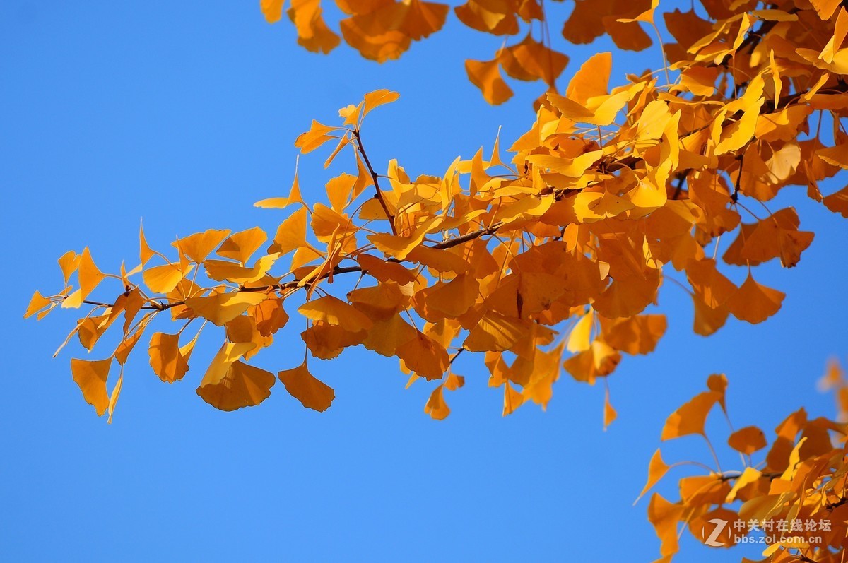 思念在深秋——感恩节用美能达老镜头缅怀革命先烈