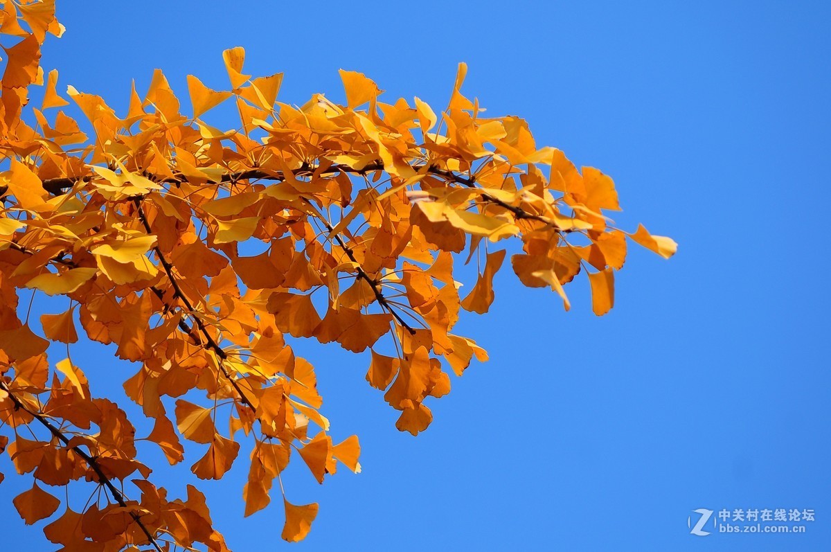 思念在深秋——感恩节用美能达老镜头缅怀革命先烈