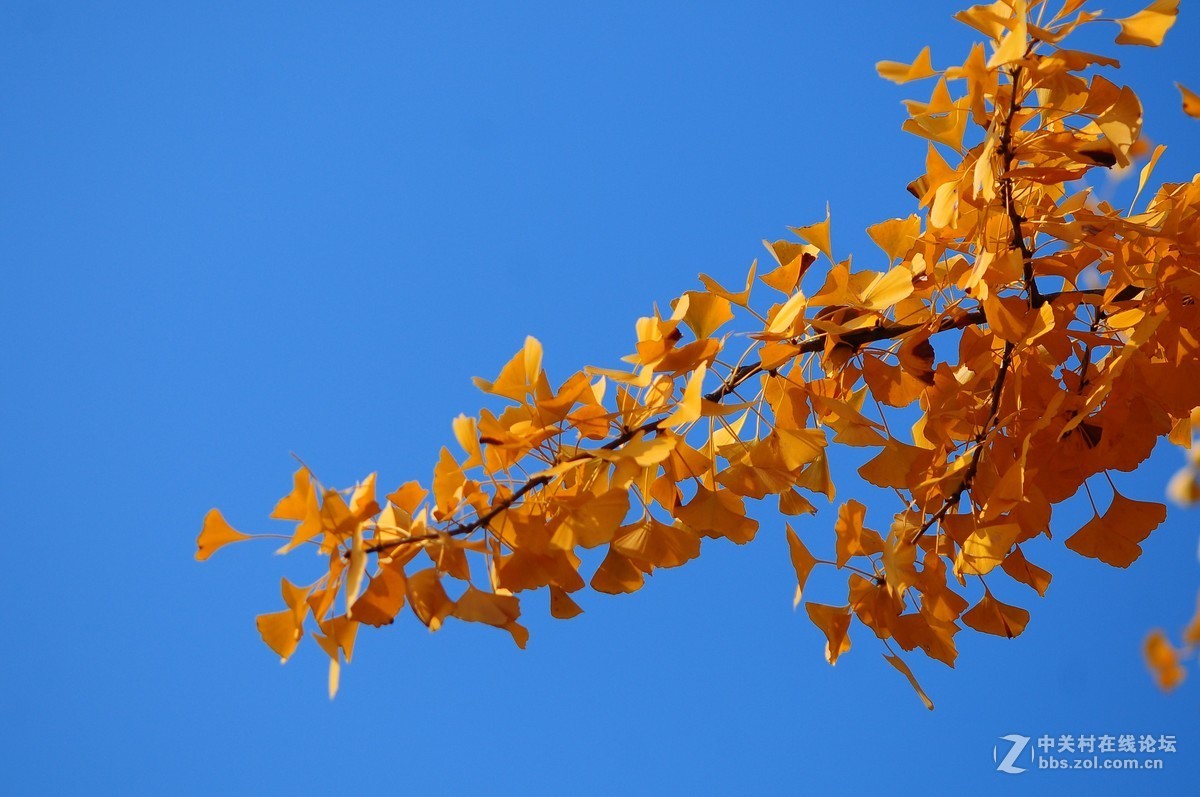 思念在深秋——感恩节用美能达老镜头缅怀革命先烈