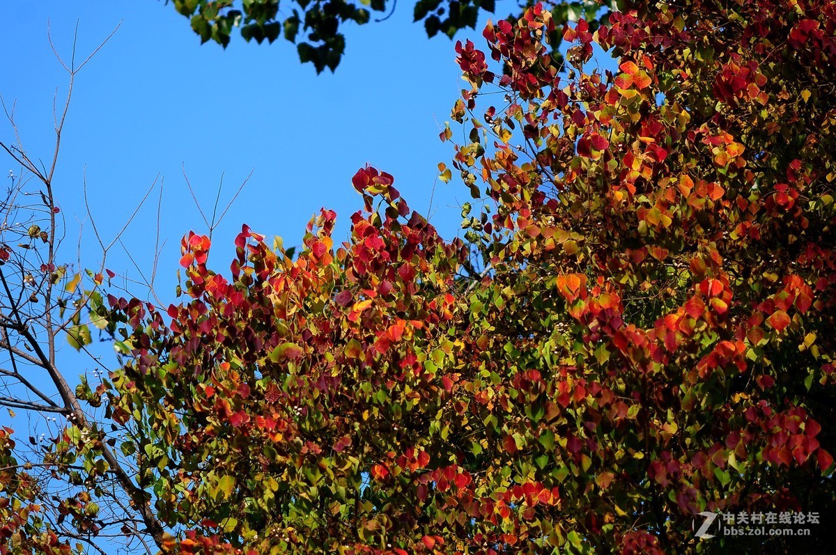 思念在深秋——感恩节用美能达老镜头缅怀革命先烈