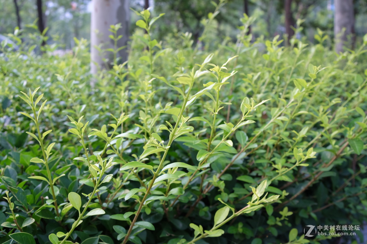 富士X-A2玩转接，转接老海鸥MD卡口镜头