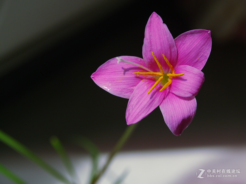 新淘的FA50 1.4跟A16比拍花色彩清淡许多