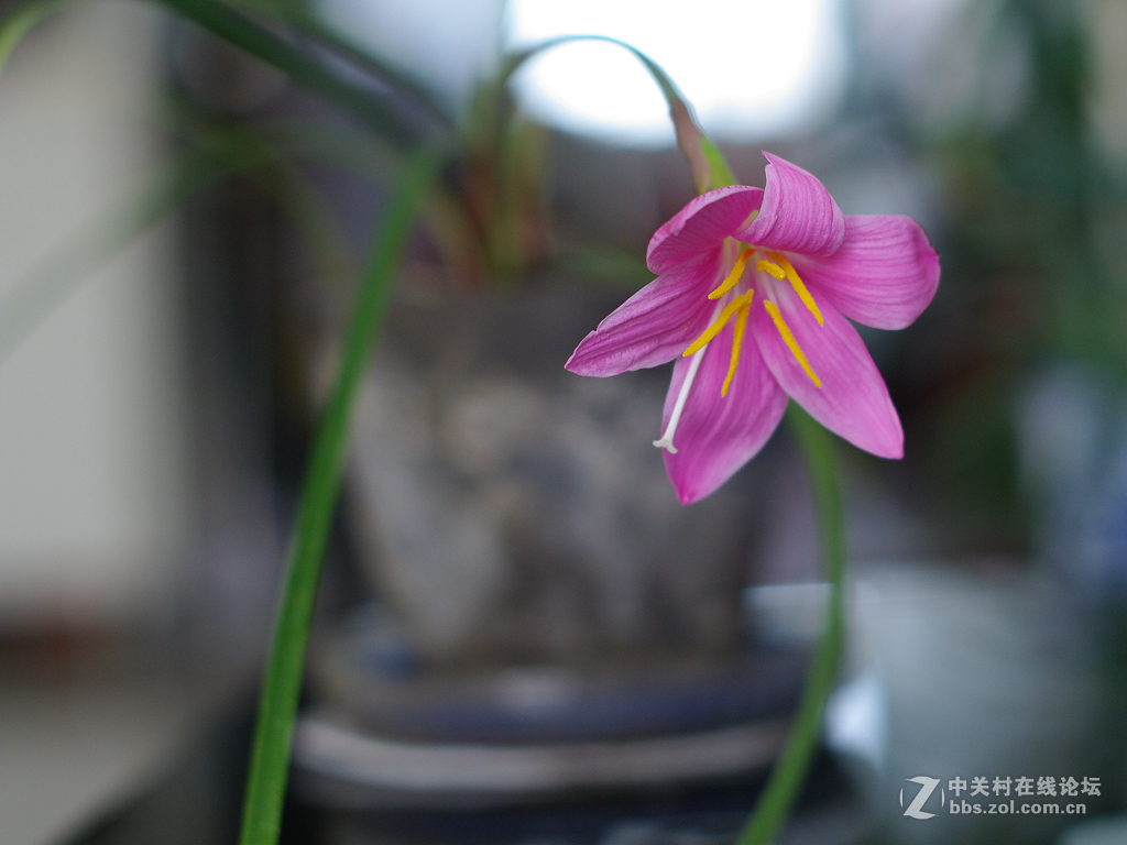 新淘的FA50 1.4跟A16比拍花色彩清淡许多