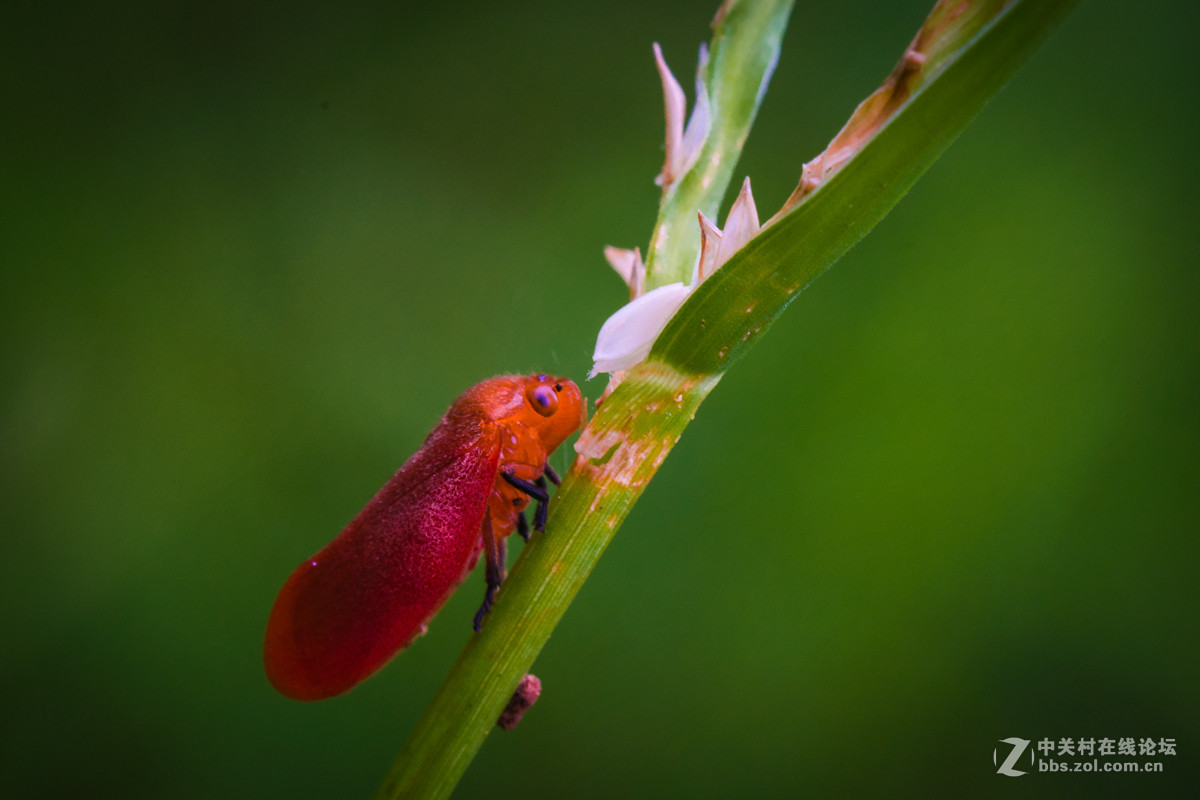 红色沫蝉