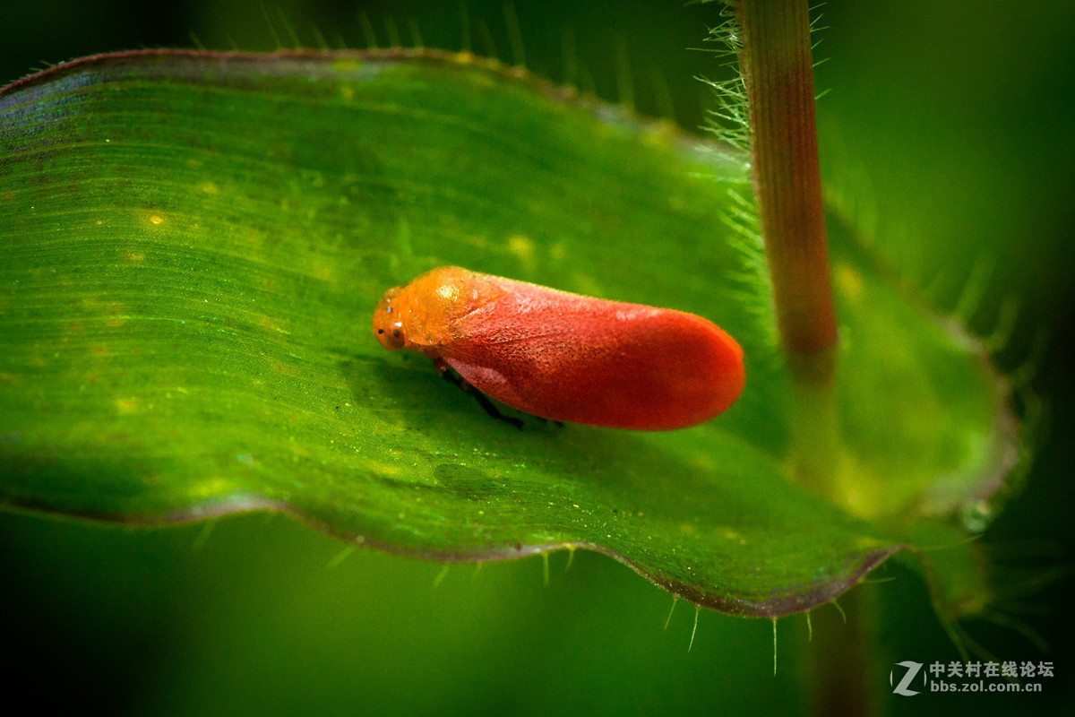 红色沫蝉