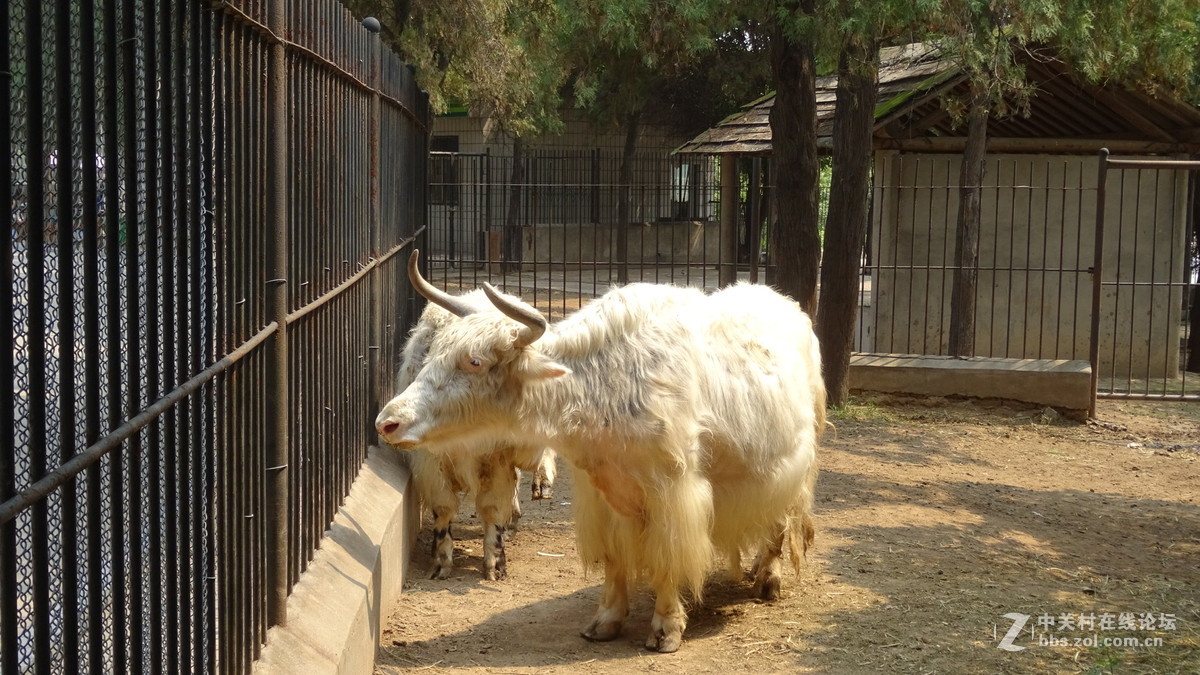 洛阳王城公园动物园长枪射虎