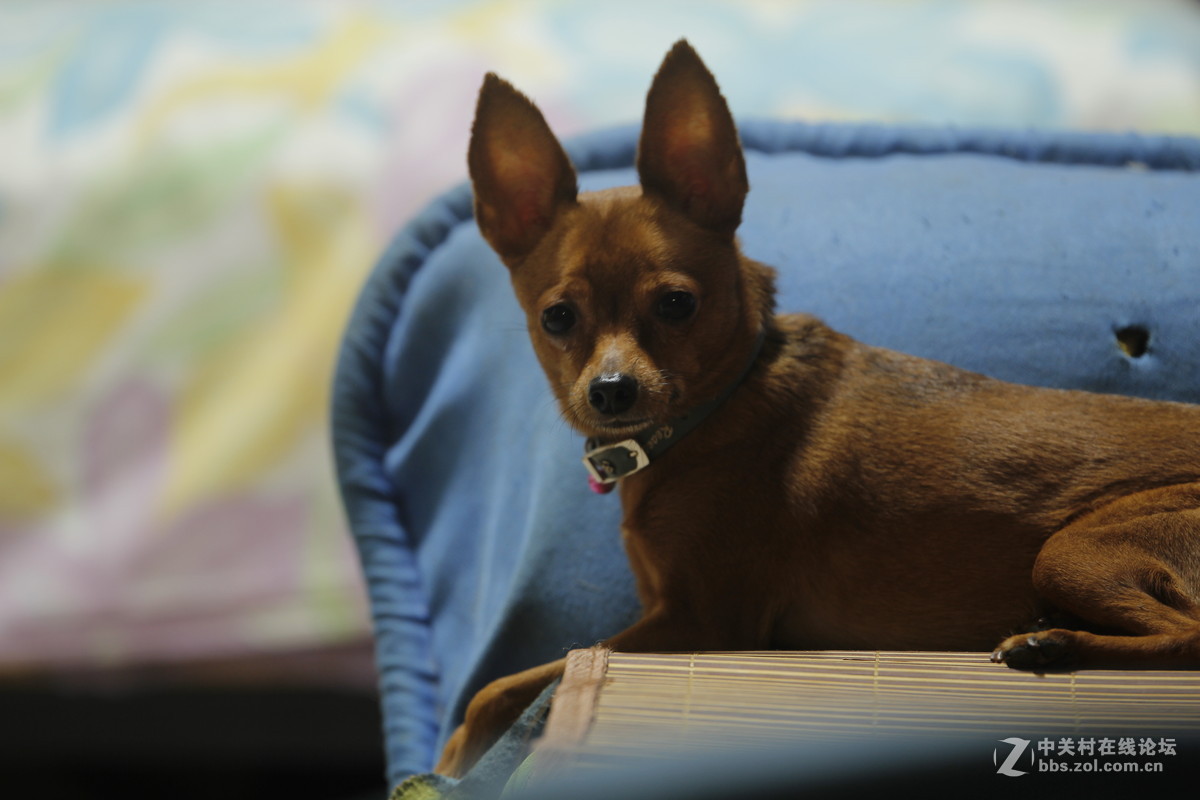 新镜头到手，下雨只能在屋里试拍几张