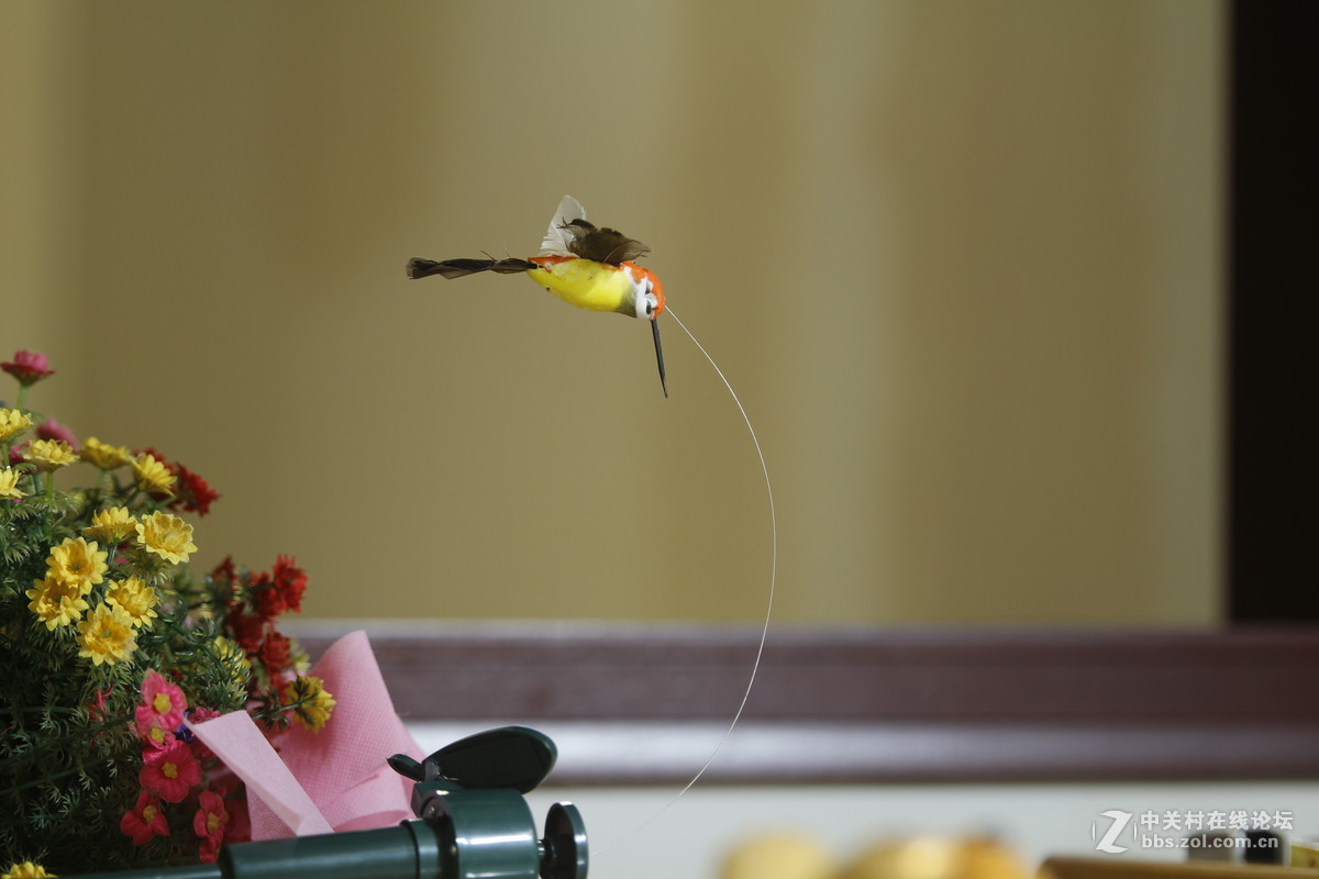 新镜头到手，下雨只能在屋里试拍几张