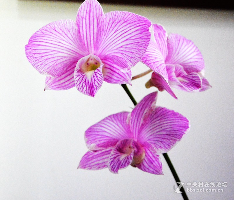 一组兰花        若无清风吹，香气网谁发，