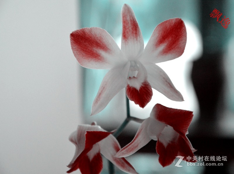 一组兰花        若无清风吹，香气网谁发，