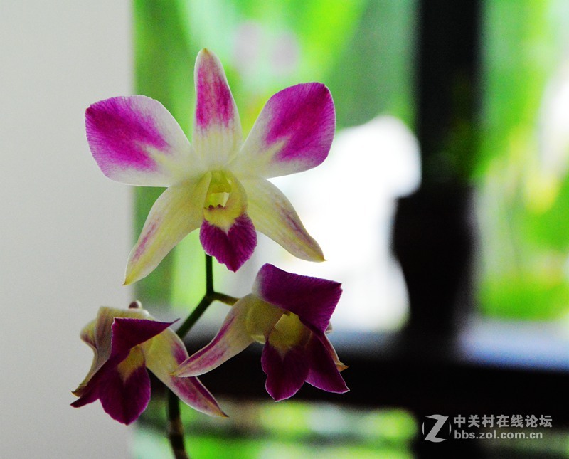 一组兰花        若无清风吹，香气网谁发，